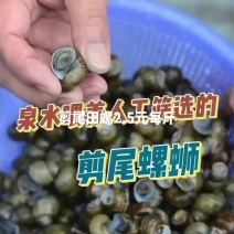 剪尾田螺2.5元每斤，淡水田螺现货鲜活包活精选吐沙去尾无
