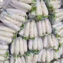 标准四排精品的萝卜
