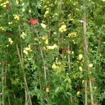 1.7米大苗】黄木香花苗爬藤植物浓香四季红木香花苗庭院