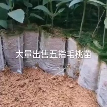 广西灵山正宗五指毛桃苗/基地直供/现挖现发/提供种植技术