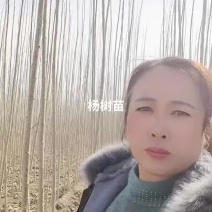 大量出售杨树苗，两到三公分，生茬地。无病虫害