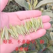新茶开启