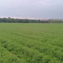 黄芪苗，自家基地种植直发，百亩大基地，欢迎全国批发商联系