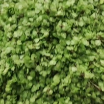榆钱新鲜榆钱产地直销一手货源。