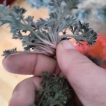 新鲜茵陈大量上市