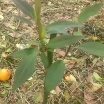 世界长寿市广西贺州，改良高产山苍子山胡椒木姜子苗