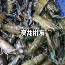 澳龙批发零售