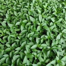 辣椒苗，牛椒螺丝椒，圆椒线椒各种辣椒苗