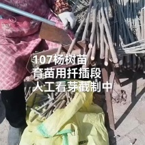 供应107杨树苗扦插段-山东临清绿源精品杨树苗基地