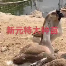 大种狮头鹅