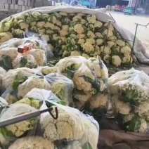 江苏徐州大棚花菜，马上上市甘蓝