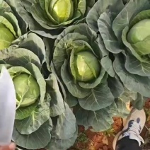 甘蓝