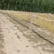 河北沧州红薯粉条大量上货，供应商超，量大需要的联系
