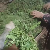 纯野生荠菜，带跟无土无黄叶