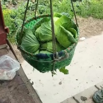包菜