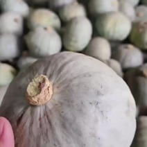 出售银栗南瓜