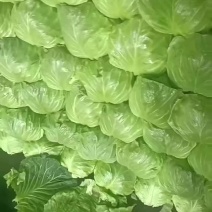 河北沧州，甘蓝产地，面包菜，大量有货，