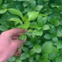 新鲜八仙花种苗，优质品种，快来选购！