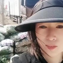 河南焦作菠菜已上市高度27左右黑圆叶欢迎选购对接商超电商