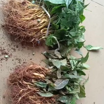 金果榄种苗籽育苗，现货现发，量大从优