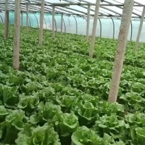 邯郸精品意大利，支持视频看货，产地直销