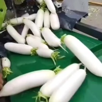 江苏南通白萝卜货源足基地直供价格美丽对接各级客商