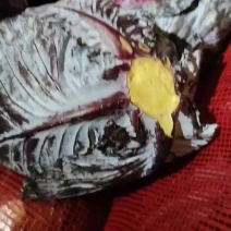 精品紫甘蓝