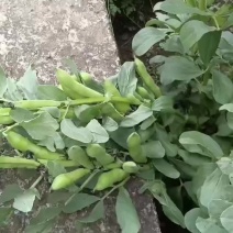 大理洱源胡豆
