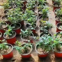 玫瑰花四季玫瑰花茶花月季花欧月月季蜜汁阳台各种花卉15万