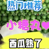 小糖丸西瓜全美2k西瓜冰糖子吊瓜一手货源产地直供