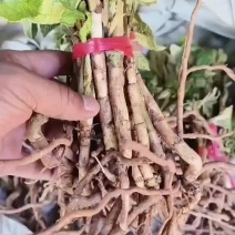 我是四川的我家有几十万棵大通草苗，想种通草的联系我来看看