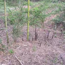 雷竹苗