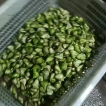 菱角上市