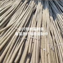 杨树苗、107种条、扦插段-基地直供