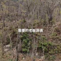 香椿芽