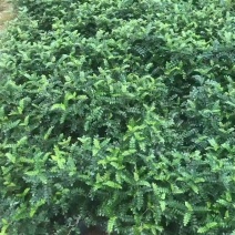 清香木袋苗盆栽基地直销质量优质欢迎来电咨询合作