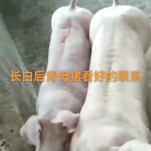 长白后背母猪高产母猪