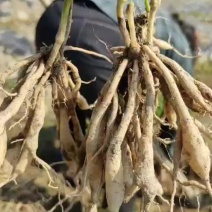 【百部苗】江西药材苗按需求分拣打包可视频看货实地考察满意为止