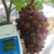 茉莉香葡萄3月末开始大量上市！欢迎全国客商合作共赢