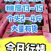 早春红玉西瓜山东西瓜产地直供看棚订货支持打款收货