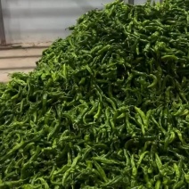 供应优质螺丝椒｜青椒｜云南优质椒