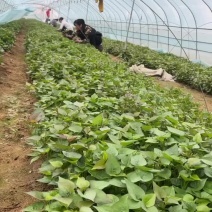 冷棚红薯苗山东临沂基地直发，品种齐全价格低