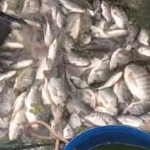 罗非鱼