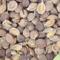 精品毛桃芽种子，出苗率90%以上，嫁接各种苗木专用砧木。