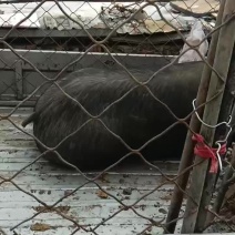 纯粮食喂养的放养跑山黑猪