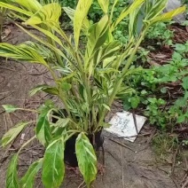 花叶良姜