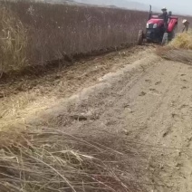 山毛桃