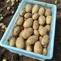 【精品土豆】山东黄心土豆大量供应一手货源充足量大从优咨询