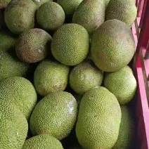 海南产地菠萝蜜马来1号高次果货源充足