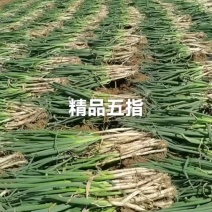 精品铁杆大葱南阳大葱诚信经营量大从优欢迎咨询